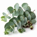 Eucalyptus