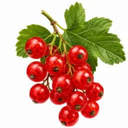 Groseille