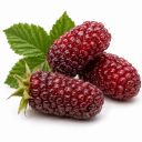 Loganberry