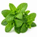 Menthe fraîche