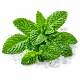 Menthe Glaciale