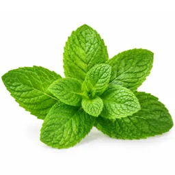 Menthe