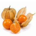 Physalis